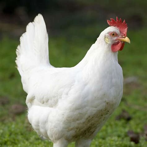 california white chicken rooster